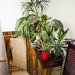 Dacha 4* Слима